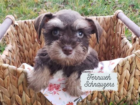 Schnauzers & Chihuahuas: The Perfect Companions