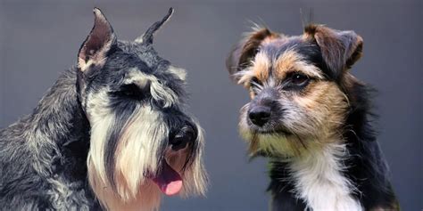 Schnauzers and Terriers: A Comparative Analysis of Two Popular Dog Breeds