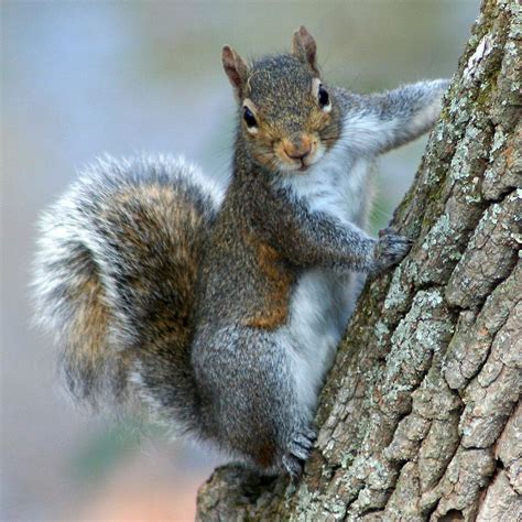 Sciurus carolinensis