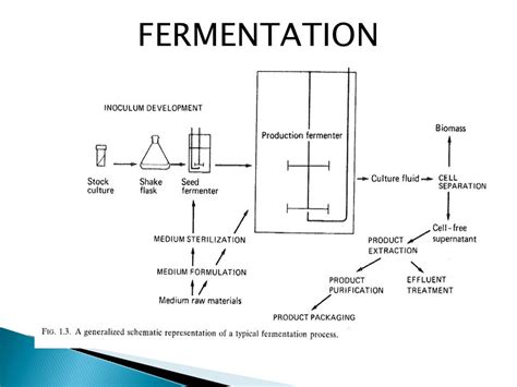 Scobis: The Ultimate Guide to Your Symbiotic Fermentation Friend