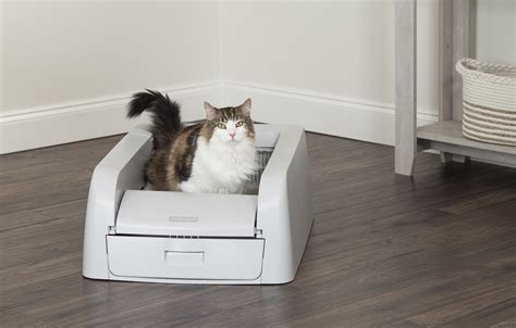 ScoopFree Cat Litter Box: Your Ultimate Guide to Hassle-Free Feline Sanitation