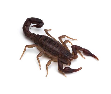 Scorpion Stabbing Itself to Death: A Paradoxical Act of Self-Destruction