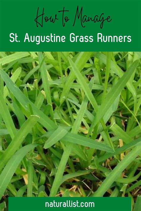 Scott's Fertilizer for St. Augustine: A Comprehensive Guide to a Lush Lawn