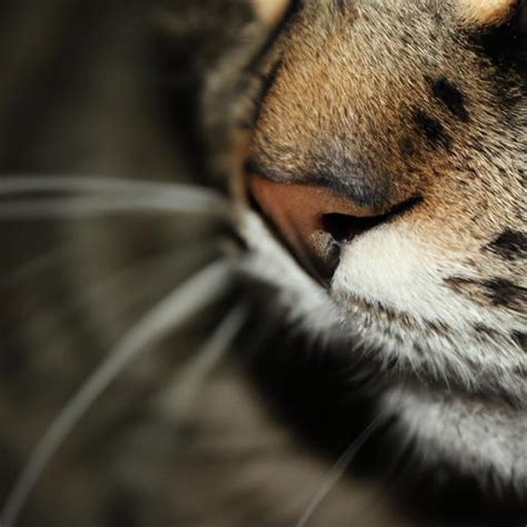 Señor Bigotes: A Comprehensive Guide to Feline Whiskers