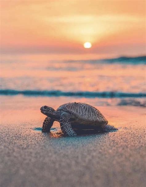 Sea Turtle Summer Reader