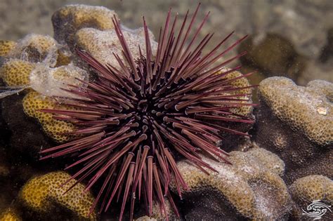 Sea Urchin Spines: