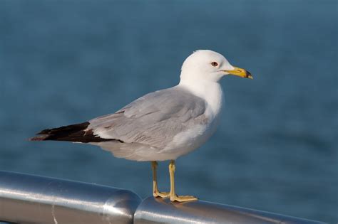 Seagull Reader