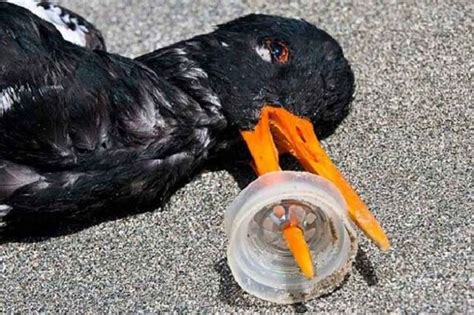 Seagull Stuck on Beer Plastic: A Heartbreaking Sight and a Call for Action