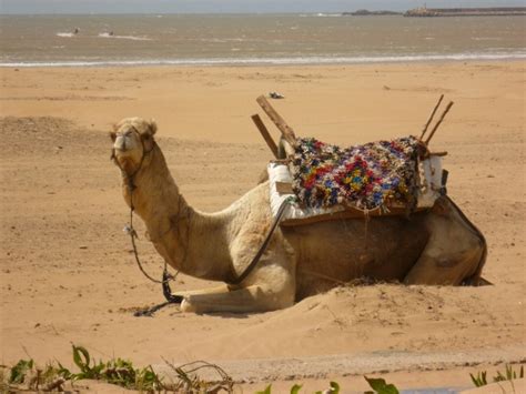 Seagulls And Camels Doc