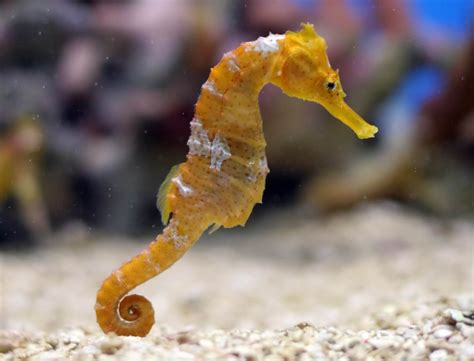 Seahorses