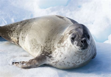 Seals: