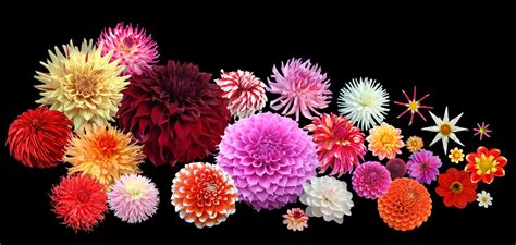 Seasons by Dahlia: A Guide to the Year-Round Beauty of Dahlias