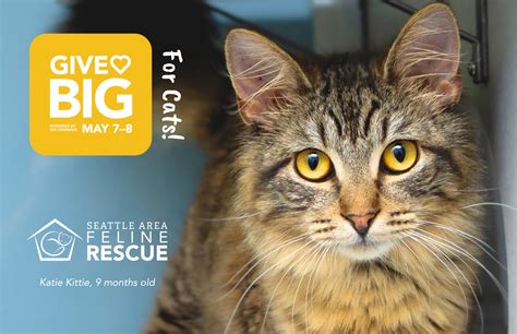 Seattle Feline Rescue: Providing Compassion and Care for the City's Feline Friends