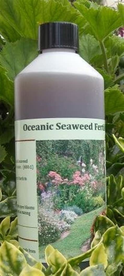 Seaweed Fertilizer for Plants: 10,000+ Benefits