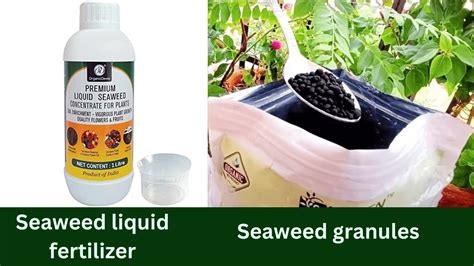 Seaweed Fertilizer for Plants: Unlocking Nature's Growth Miracle