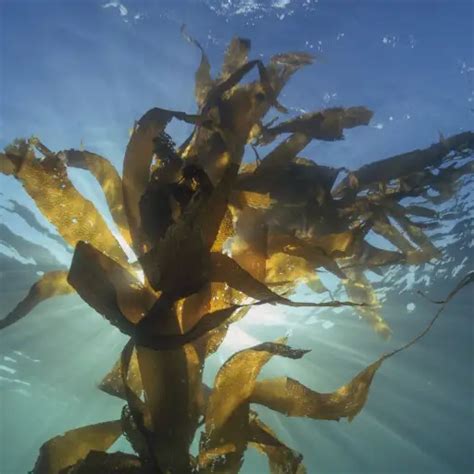 Seaweed Kelp Fertilizer: Unlocking the Power of 10,000 Years