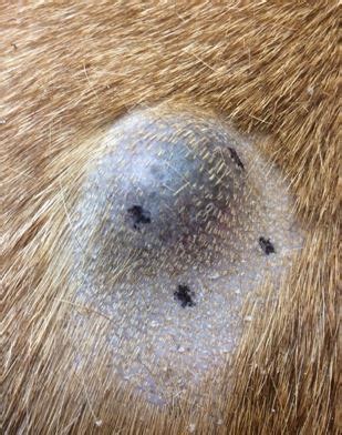 Sebaceous Cysts on Dogs: 50% of Dogs Experience This Skin Lump