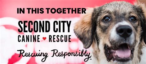 Second City Canine Rescue: 2,000+ Dogs Saved & 10,000+ Lives Touched