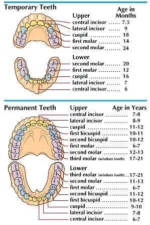 Secondary Teeth Chart