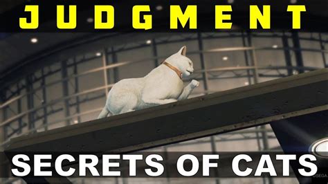 Secrets of Cats Judgment Game: Unravel the Mysteries Within