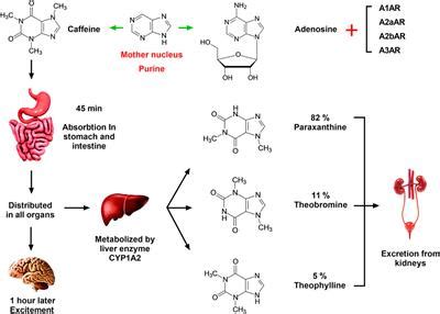 Section 1: Understanding Caffeine Zyns