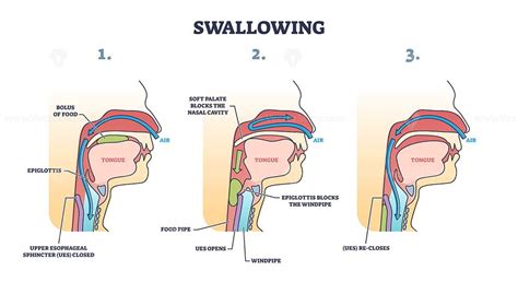 Section 1: Understanding the Anatomy of Swallowing