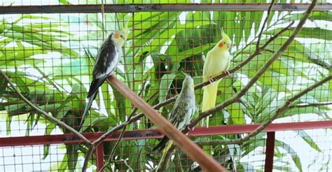 Section 1: Understanding the Needs of Your Avian and Exotic Companions