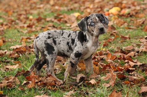 Section 1: Unveiling the Essence of the Catahoula Leopard Mix