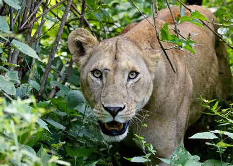 Section 1: Wildlife Management Fundamentals