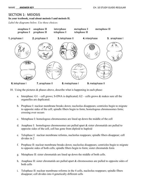 Section 1 Meiosis Answers PDF