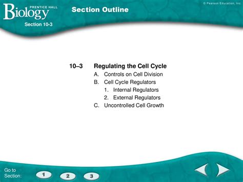 Section 10 3 Regulating The Cell Cycle Answers Reader