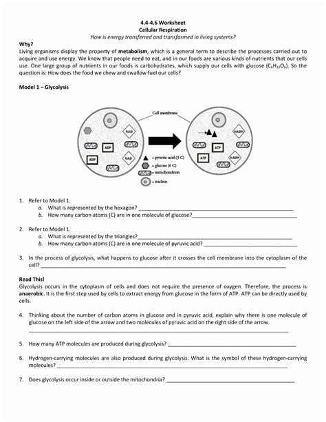 Section 11 1 Control Of Gene Expression Answer Key Doc