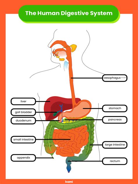 Section 2 The Digestive System Answer Key Epub