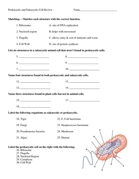 Section 23 1 Prokaryotes Answer Kindle Editon