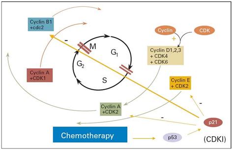 Section 3 Cell Cycle Regulation Answers Reader