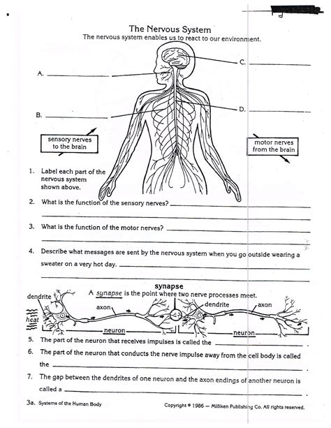 Section 35 2 The Nervous System Worksheet Answers Kindle Editon