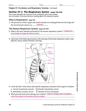 Section 37 3 The Respiratory System Answers PDF