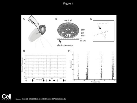 Section I: Single Stimulus