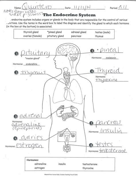 Section Review The Endocrine System Answer Key Kindle Editon