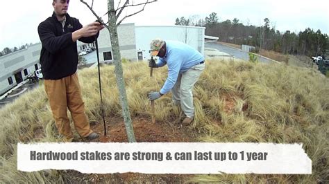 Secure the tree: