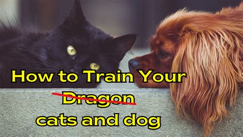 See Kee Oon: The Ultimate Guide to Training Your Dog