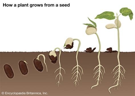 Seed Germination: