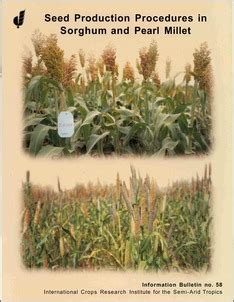 Seed Production Procedures in Sorghum and Pearl Millet PDF