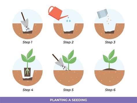 Seed Starting Starting And Transplanting Seeds Step By Step Guide PDF