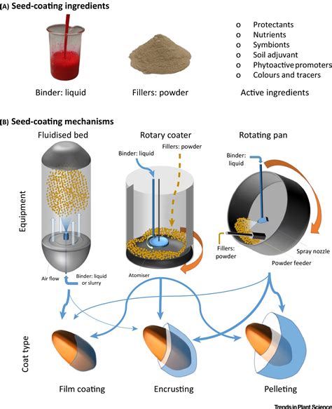 Seed coating: