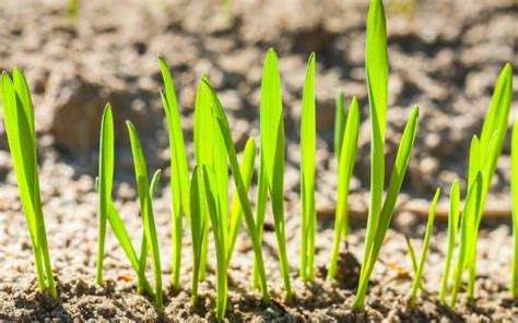 Seeding: The Foundation of a Thriving Lawn