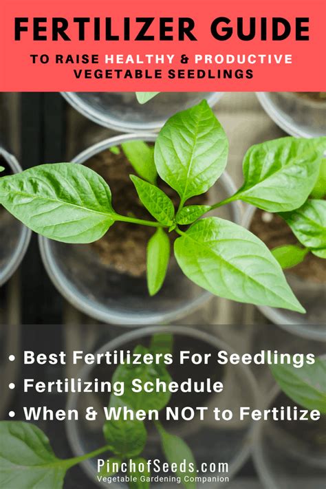 Seeding Fertilizer: A Guide to 300% Better Yields