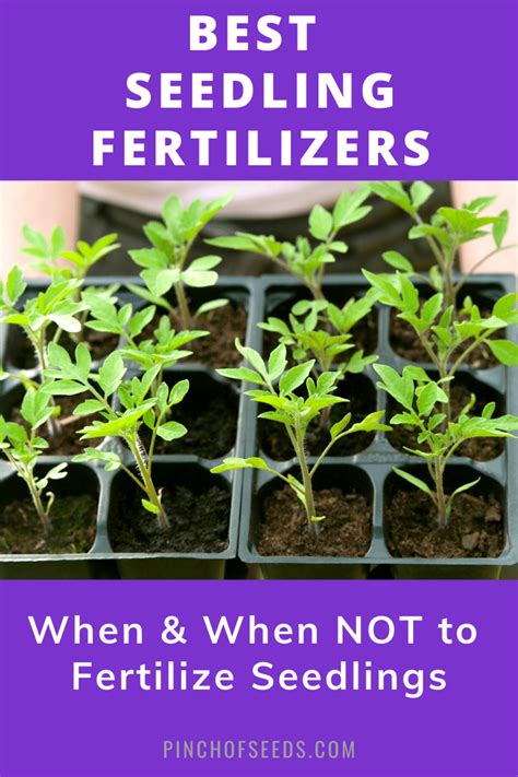 Seedling Fertilizer: 10,000+ Words of Essential Information