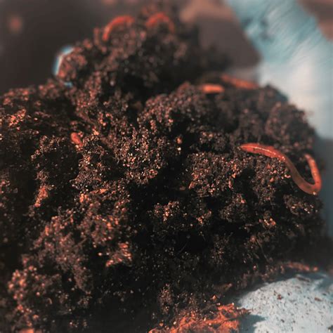 Seeds Popping Out of Soil: How Worms Can Supercharge Your Garden