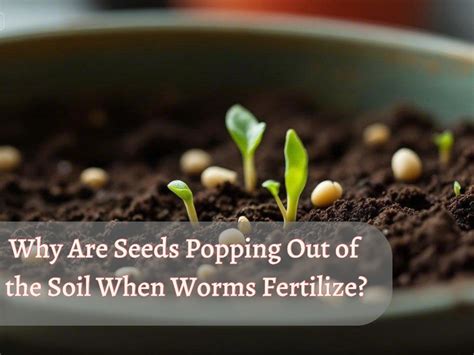 Seeds Popping Out of Soil: The Miracle of Worm Fertilization